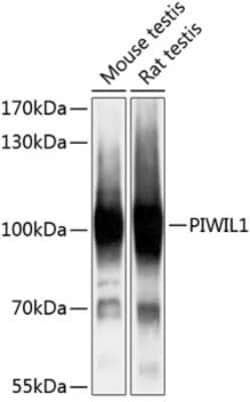 PIWIL1/HIWI Antibody - BSA Free, Novus Biologicals 100 &mu;g | Buy Online | Novus Biologicals | Fisher Scientific